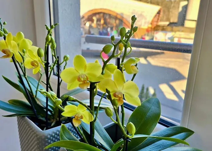 Apartament Alejos Apartmentai Comfort *