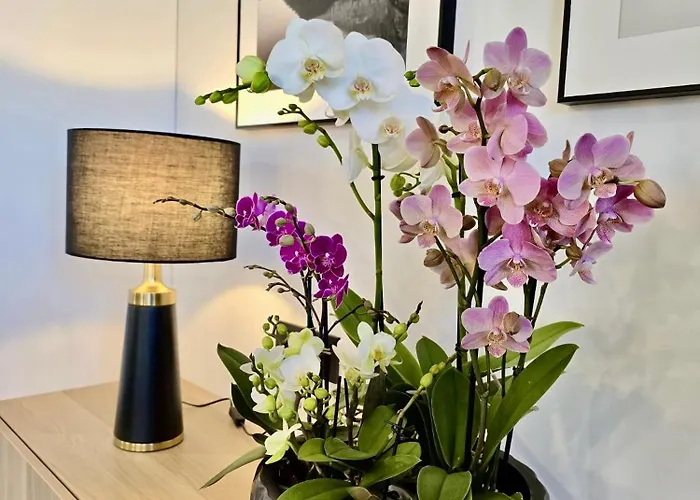 Alejos Apartmentai Comfort Druskieniki